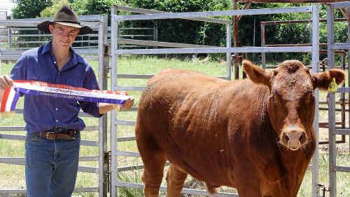 Ben McMahon took out the Champion title in the prime cattle section at the Killarney Show. Ben McMahon took out the Champion title in the prime cattle section at the Killarney Show.